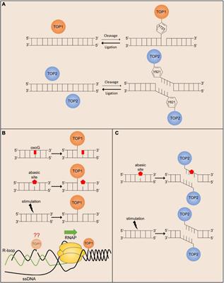 Topoisomerase-Mediated DNA Damage in Neurological Disorders